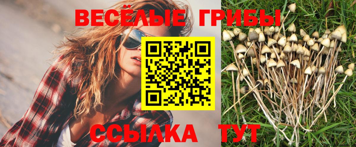 Галлюциногенные грибы Cubensis  Псилоцибиновые грибы Cubensis  Каспийск  Вход с VPN 
